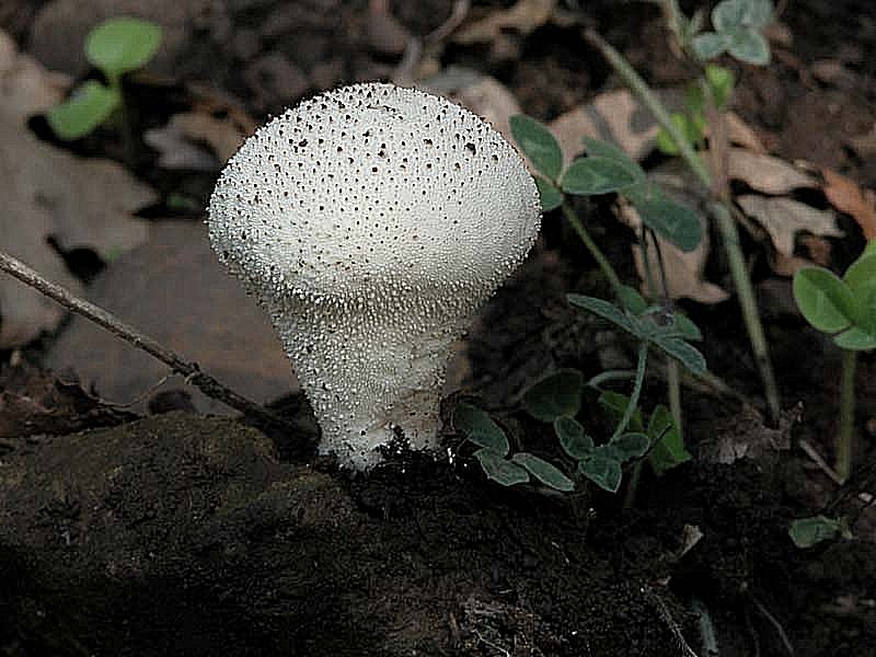 Ancora dai Nebrodi (Sicilia)